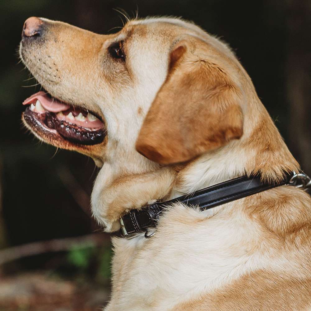 Bentley Raised Collar - Image 15