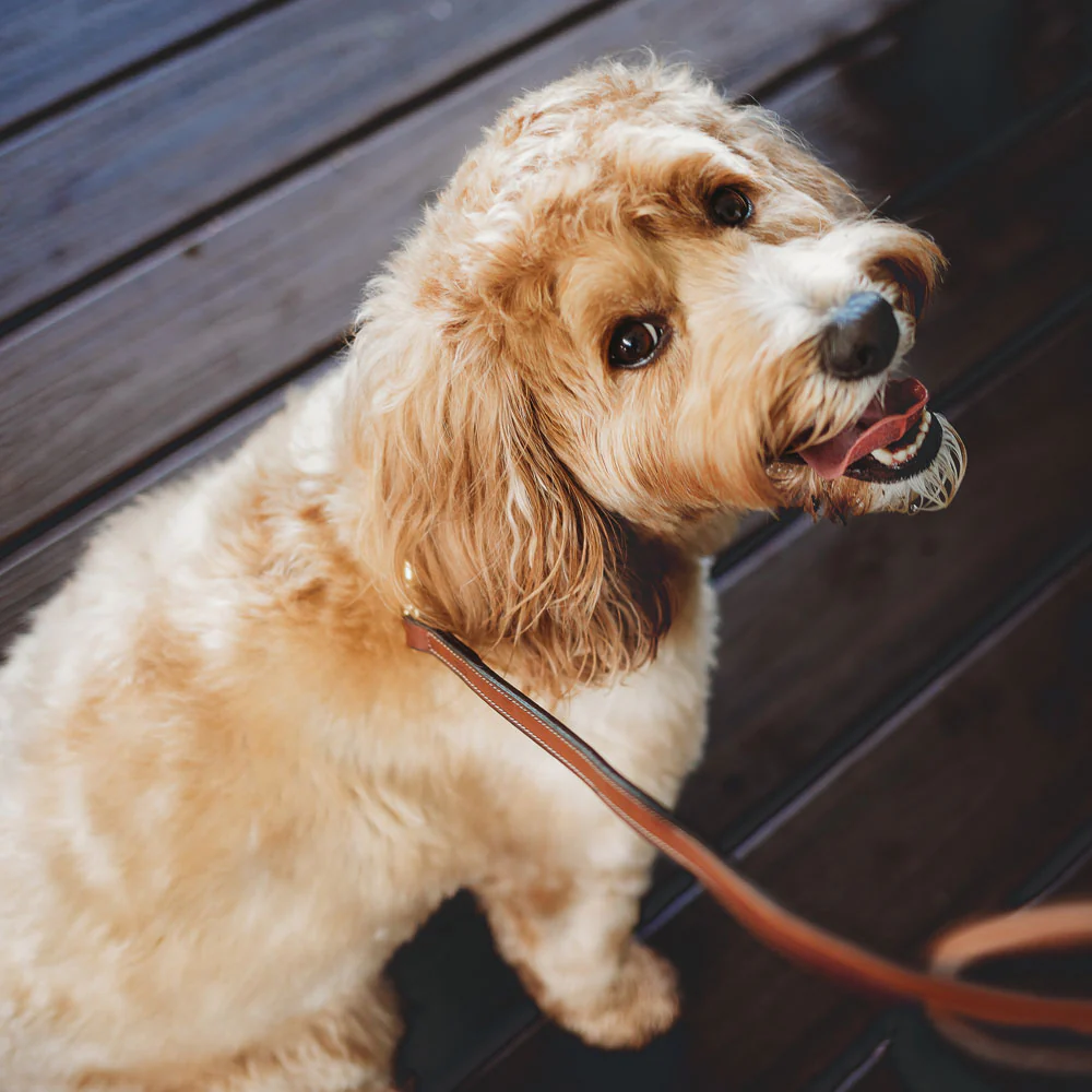 Bentley Leash - Image 17