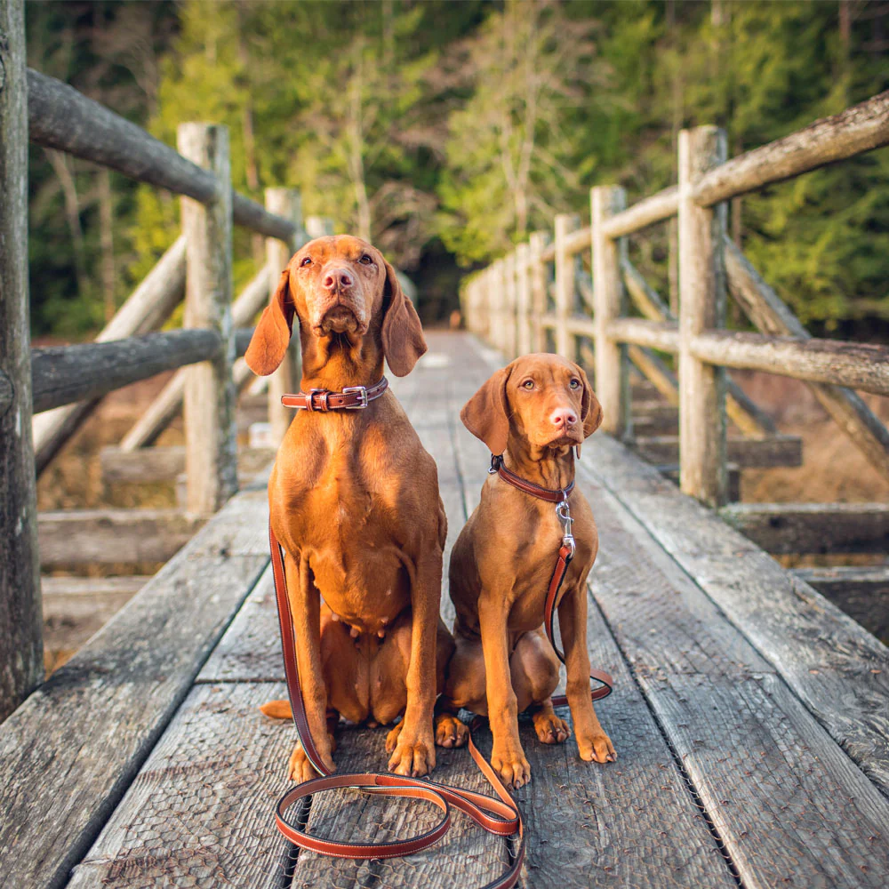 Bentley Leash - Image 7