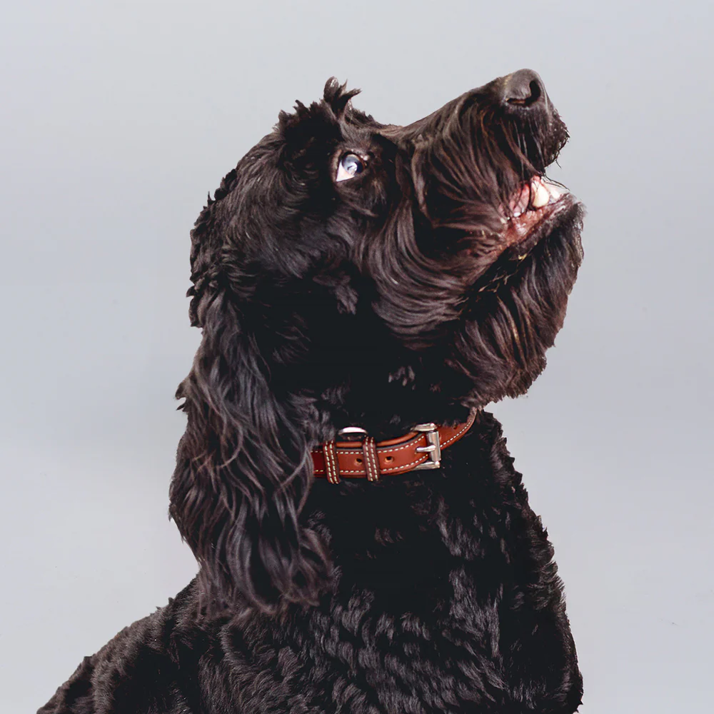 Rover Standard Collar