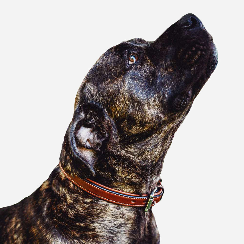 Rover Standard Collar - Image 28